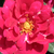Crvena  - Floribunda ruže - Diablotin
